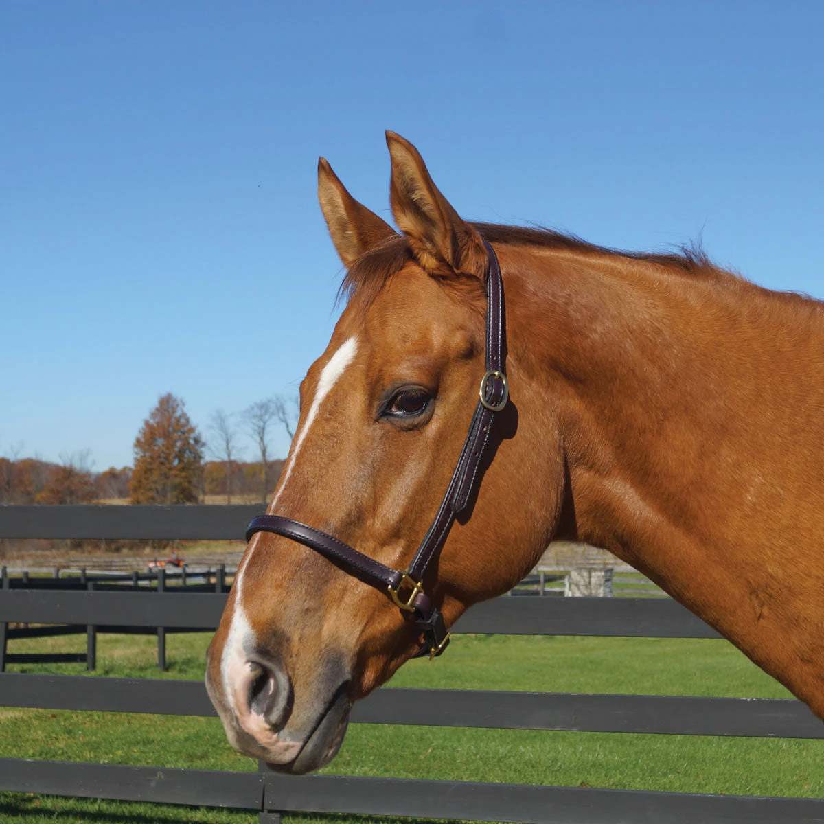 Tory Leather Grooming Halter 1 Tory Leather Grooming Halter