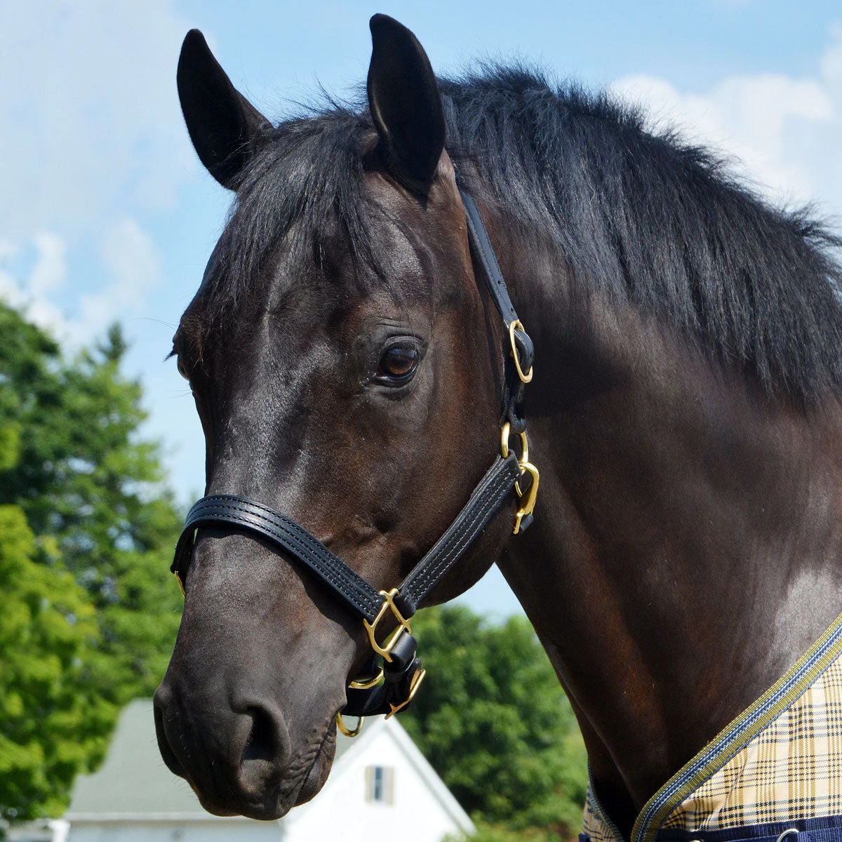 Quiet Creek Leather Halter Triple Stitched Premium Leather 1 Quiet Creek Leather Halter Triple Stitched Premium Leather
