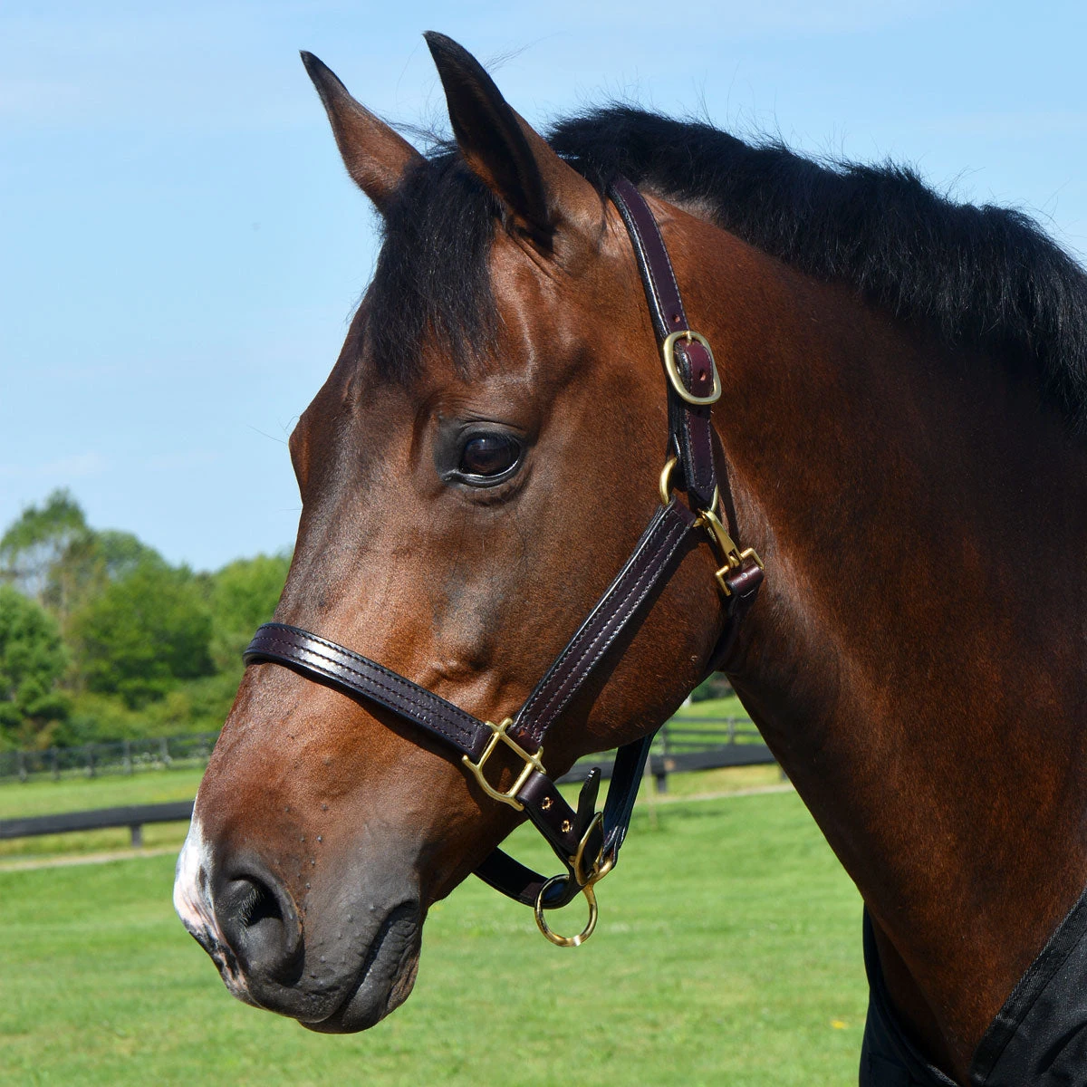 Quiet Creek Leather Halter Triple Stitched Premium Leather 2 Quiet Creek Leather Halter Triple Stitched Premium Leather - Image 2