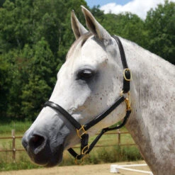 Quiet Creek Leather Halter .75 Inch Premium -Ovation Store 11321 c1105 3eba5817 2ace 4e32 aa4f 28bf31ccbf59