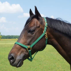 Walsh Nylon Halter .75 Inch -Ovation Store 1136 c1133