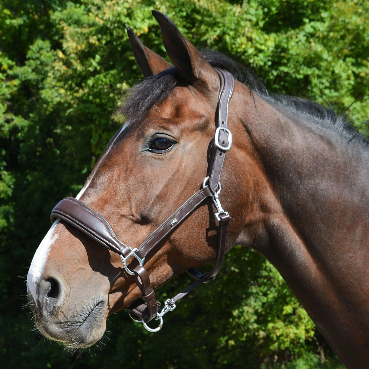 Schockemohle Fremont Anatomic Leather Halter 5 Schockemohle Fremont Anatomic Leather Halter - Image 5