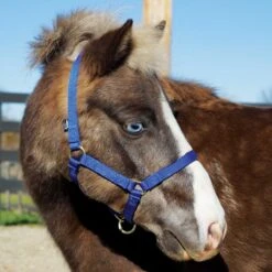 Weaver Leather Weaver Miniature Horse Adjustable Nylon Halter Large -Ovation Store 35 4805 c1106