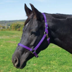 Weaver Leather Weaver Nylon Halter Average - Arabian Size -Ovation Store 35 5035 c1157