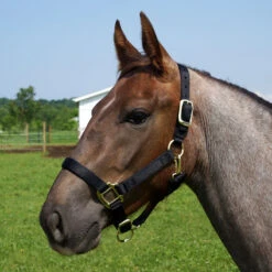 Weaver Leather Weaver Original Yearling Horse Nylon Halter -Ovation Store 35 7033 c1105 87b43eb9 2a28 4180 b9f2 1744a580b04b