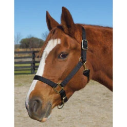 Weaver Leather Weaver Nylon Halter Average Horse Size