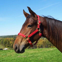 Weaver Leather Weaver Nylon Halter Average Horse Size 20 Weaver Leather Weaver Nylon Halter Average Horse Size -Ovation Store 35 7035 c1158