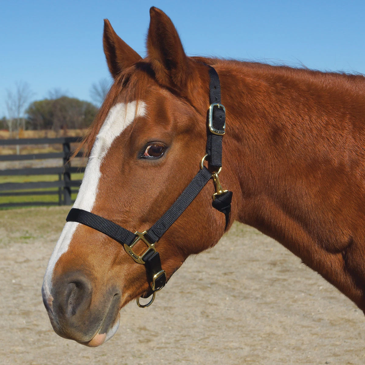 Weaver Leather Weaver Original Large Horse Nylon Halter 1 Weaver Leather Weaver Original Large Horse Nylon Halter