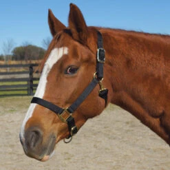 Weaver Leather Weaver Original Large Horse Nylon Halter 14 Weaver Leather Weaver Original Large Horse Nylon Halter -Ovation Store 35 7036 c1105 8656508d f35a 4be2 b743 5fdc63520481