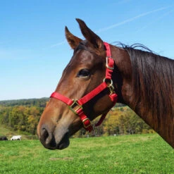 Weaver Leather Weaver Original Large Horse Nylon Halter 17 Weaver Leather Weaver Original Large Horse Nylon Halter -Ovation Store 35 7036 c1158