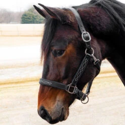 Quiet Creek Oxford Fancy Padded Leather Halter - Black -Ovation Store 4479pb c1105