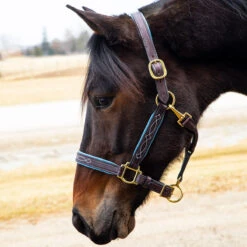 Quiet Creek Oxford Fancy Padded Leather Halter - Havana -Ovation Store 4479ph c1137
