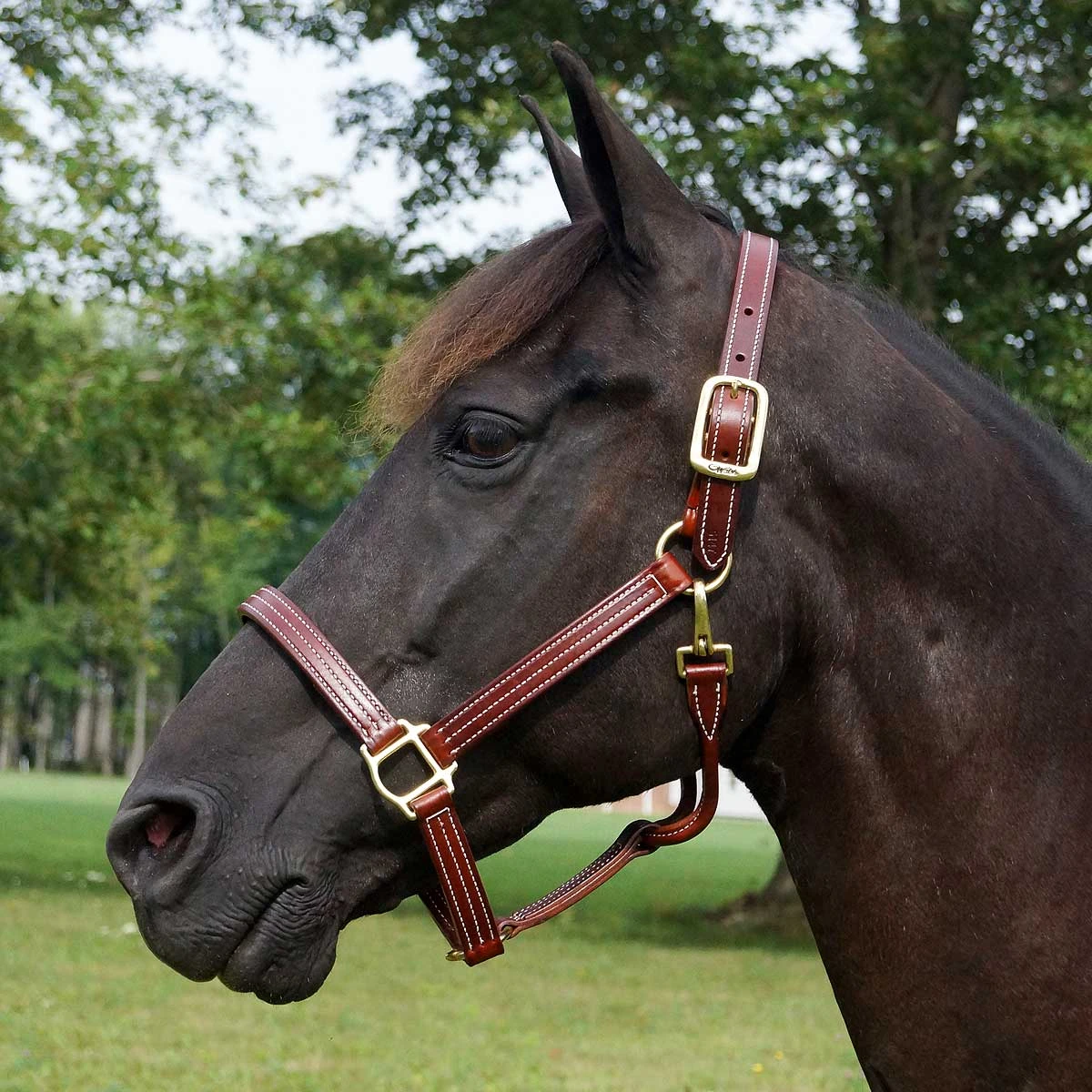 Walsh British Leather Halter 2 Walsh British Leather Halter - Image 2