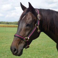 Country Pride Padded Two Tone Nylon Halter 11 Country Pride Padded Two Tone Nylon Halter -Ovation Store 858735 c1110