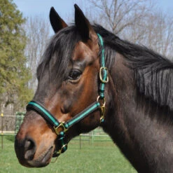 Country Pride Padded Two Tone Nylon Halter 9 Country Pride Padded Two Tone Nylon Halter -Ovation Store 858735 c1133