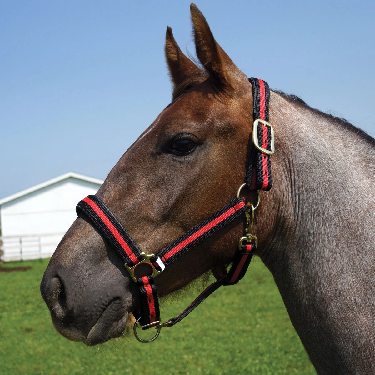 Country Pride Padded Two Tone Nylon Halter 2 Country Pride Padded Two Tone Nylon Halter - Image 2