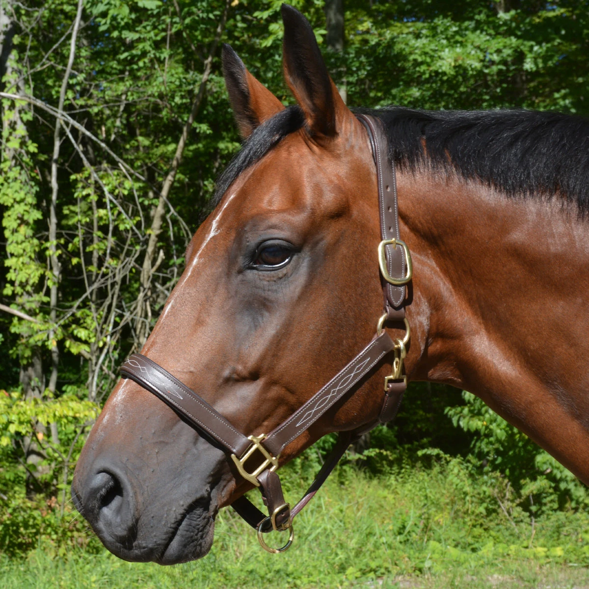 Fancy Stitched Padded Leather Halter With Matching Lead 2 Fancy Stitched Padded Leather Halter With Matching Lead - Image 2