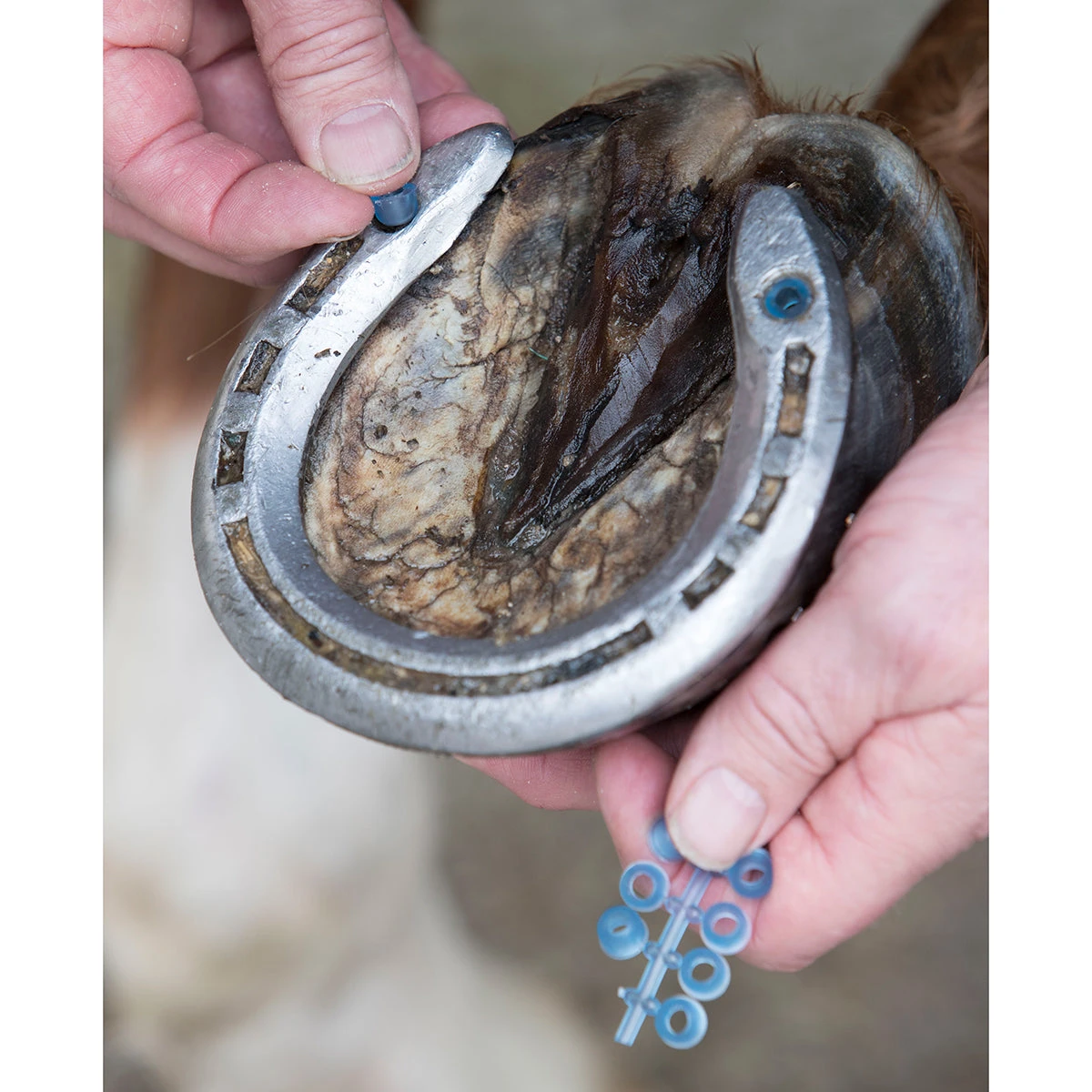 LeMieux Stud Plugz 6-pack 2 LeMieux Stud Plugz 6-pack - Image 2