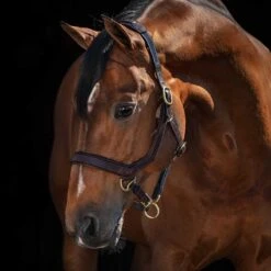 Rambo Micklem Halter -Ovation Store dhal8 c1109