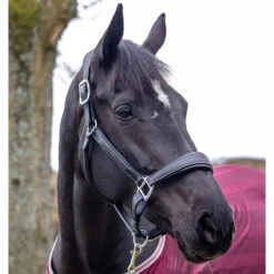 LeMieux Stitched Anatomical Leather Halter -Ovation Store it00882 c1105 alt2