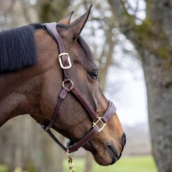 LeMieux Stitched Anatomical Leather Halter -Ovation Store it00882 c1109 alt2