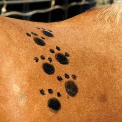 Tail Tamer Pony Paints 4 Oz -Ovation Store ppnts c1106 alt1