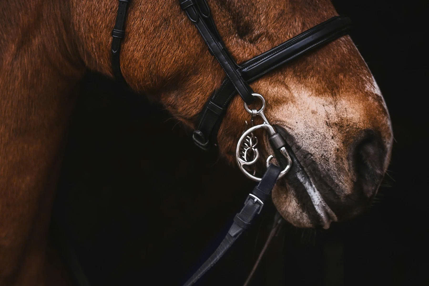 Ovation Store -Ovation Store z6688998593113 d6259a7f49dc88e6cd9225ce55071681